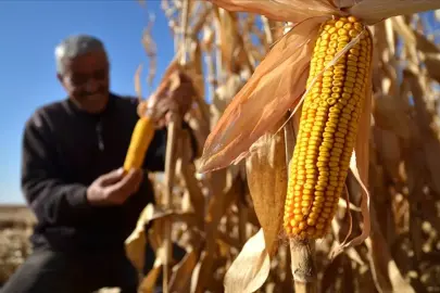 Çiftçilere yeni yılda ilave yüzde 25 destek! Tarımsal destek ödemeleri 2026'da artıyor