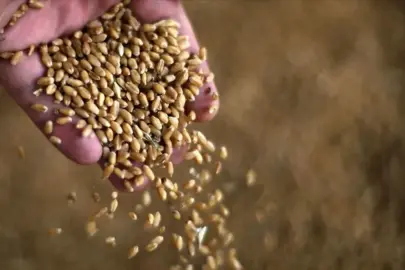 Anadolu Tarım İşletmesi Müdürlüğü 327 ton buğday satacak