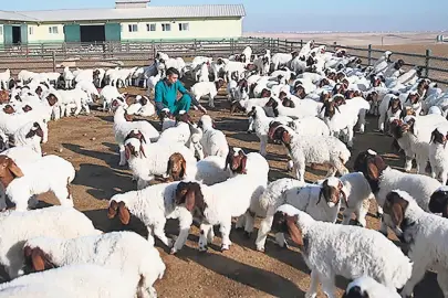 Tarımda yeni güç: Koyun sütü ekonomisi