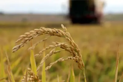 TMO açıkladı: Çeltik alım fiyatları belli oldu