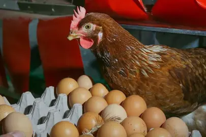 Yumurtacı tavukların kafes standartlarında değişiklik