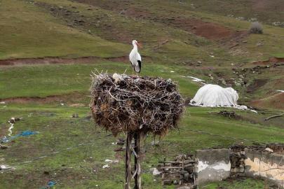 Budaklı köyünde göç etmeyen leylek yıllardır aynı yuvada