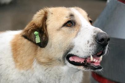 İstanbul Valiliği: "Kuduz vakalarında patlama" iddialarını yalanladı