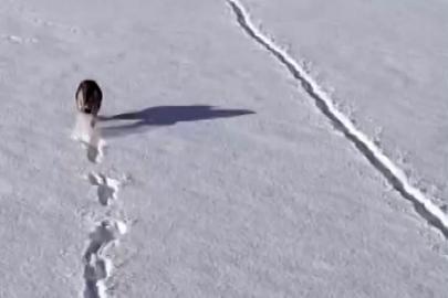 Kurtlar karlı arazide ağzında kemikle görüntülendi