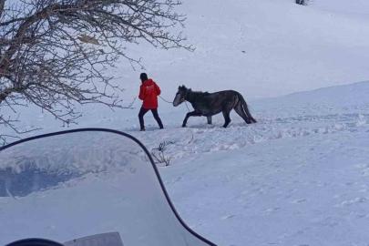 Kurtların saldırısına uğrayan ve dağda mahsur kalan at kurtarıldı