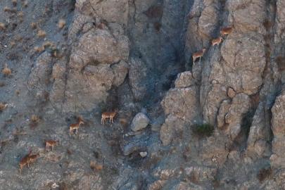 Munzur’un sarp kayalıklarında yaban keçileri