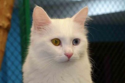 Prof. Dr. Kaya: "Kediler hayatımızın ayrılmaz bir parçasıdır"