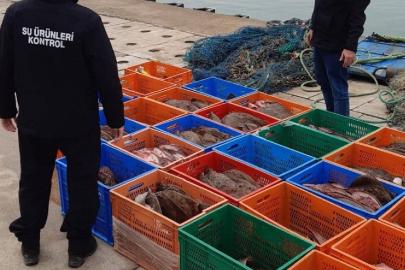 Sakarya’da 850 kilogram kalkan balığına el konuldu