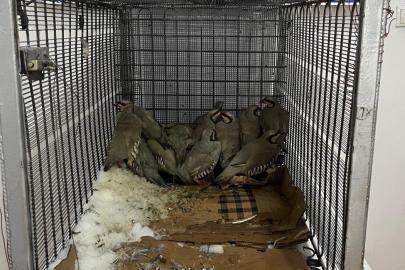 Van’da keklik avına 75 bin 303 TL idari para cezası