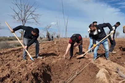 20 bin çınar Şanlıurfa için hazırlanıyor