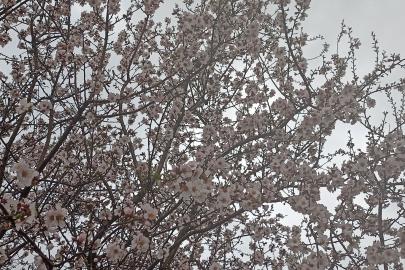 Adıyaman'da baharın müjdecisi çiçekler renk cümbüşüne döndü
