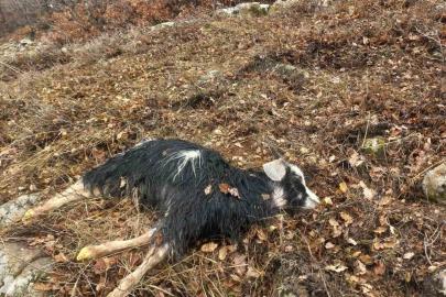 Ağıldan kaçan küçükbaş hayvanları kurtlar parçaladı