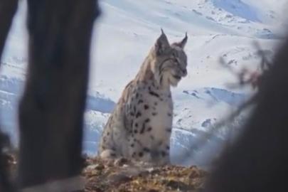 Akdağ’ın eteklerinde vaşak, kurt ve dağ keçisi peş peşe görüldü