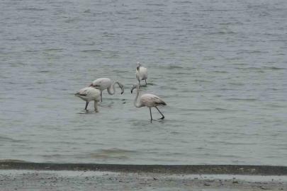 Allı turnalar bu yıl Van’a erken geldi