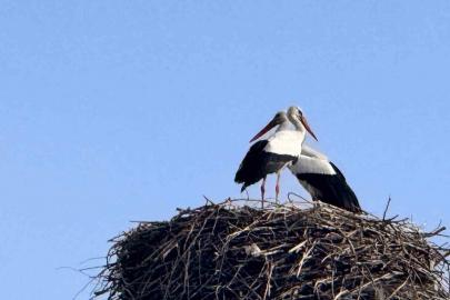 Baharın habercisi leylekler Ardahan’a ulaştı