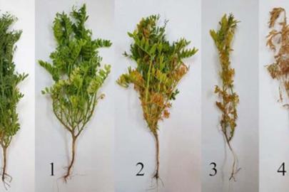 Batman'da mercimek tarlaları için kök çürüklüğü uyarısı