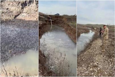 Dicle Nehri’nde mahsur kalan on binlerce balık kurtarıldı