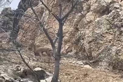 Elazığ’da 3 ayaklı yaban keçisi azmiyle şaşırttı