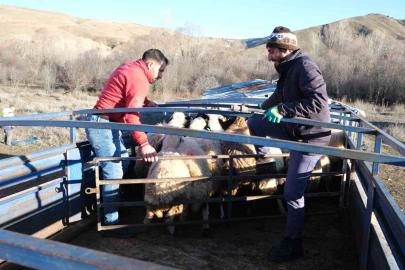 Erzincan’da besiciler 8 aylık göçe başladı