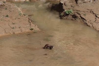 Erzurum’da nesli tehdt altındaki su samuru görüntülendi