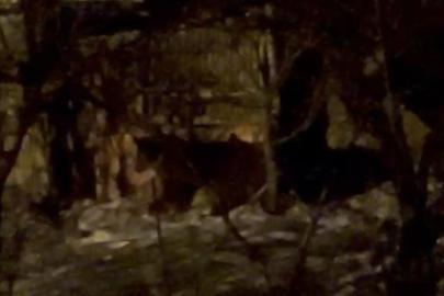 Hakkari’de aç ayılar mahalleye indi