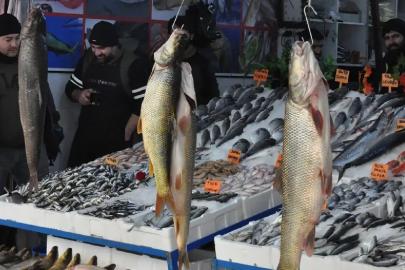 İç sularda sazangiller için av yasağı başladı