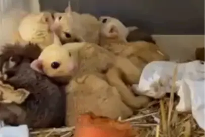 Isparta’da yasa dışı 35 hayvana el konuldu