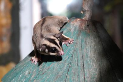 Kaçak bakılan 33 'uçan sincap' rehabilitasyona alındı