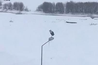 Kar ve soğuğa rağmen elektrik direğinde ayakta duran Leylek dikkat çekti