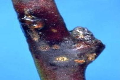 Kayısıda çil hastalığına karşı üreticilere kritik uyarı