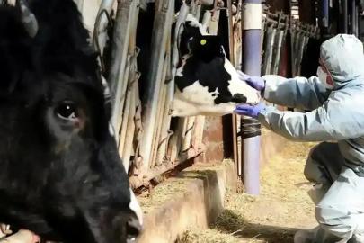 Kütahya’da şap hastalığı nedeniyle 15 köy karantinaya alındı