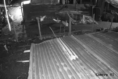 Malatya’da kümese giren kurt, kazı alıp kaçtı