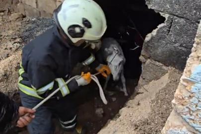 Mardin’de çöken ahıra düşen eşek itfaiye ekiplerince kurtarıldı