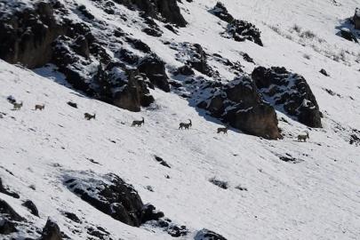 Munzur Dağları’nda yaban keçileri karlı zirvelerde görüntülendi