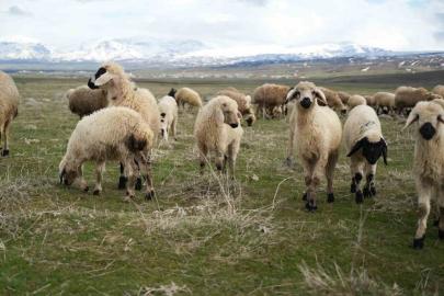 Muş Ovası kuzu sesleriyle şenlendi