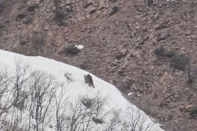 Pülümür Vadisi’nde oyun oynayan ayılar görüntülendi