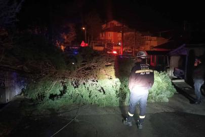 Rüzgar ağacı devirdi, elektrik telleri koptu