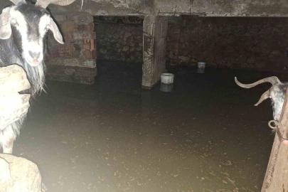 Sel ahırı bastı, 12 keçi ekipler tarafından kurtarıldı