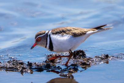 Takkeli Cılıbıt kuşu  Türkiye'de ilk kez Gaziantep'te görüntülendi