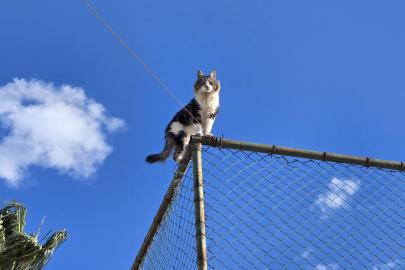 Tel çitte mahsur kalan kediyi belediye ekibi kurtardı