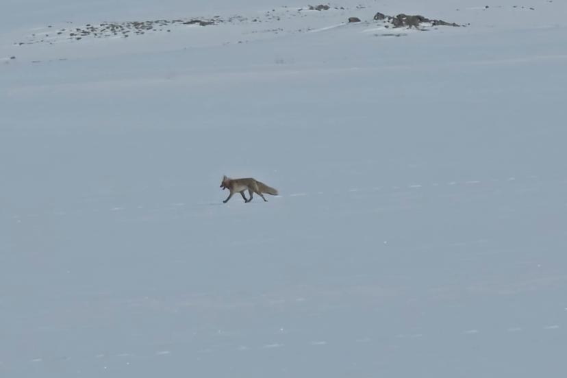 Tilkiler yol kenarında yiyecek aradı