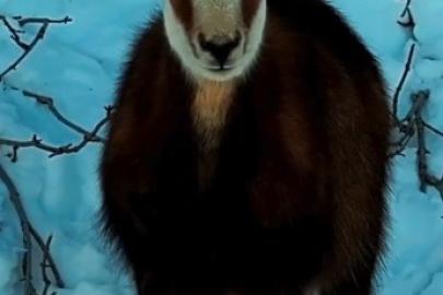 Tunceli’de şamua sürüsü görüntülendi