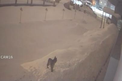 Yüksekova şehir merkezinde vaşak görüntülendi