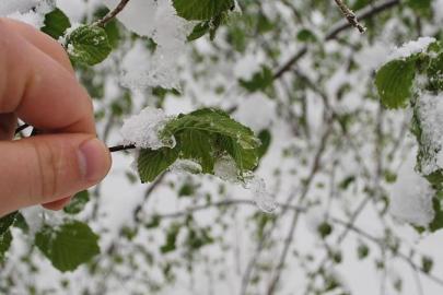 40 il için sarı uyarı: Zirai don ve yağışa dikkat