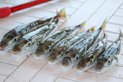 6 yılda 665 bin balon balığı yakalandı, 50 milyon bireyin sisteme girişi önlendi