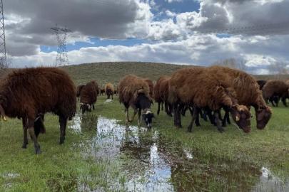 Ağrı’da 120 bin tl maaşla çoban aranıyo