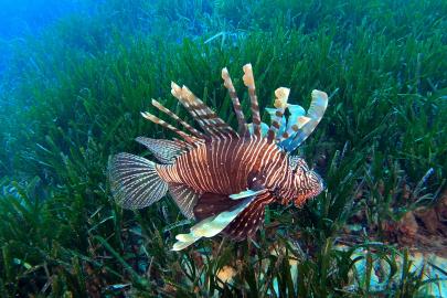 Akdeniz'deki istilacı türler, besin zincirinde çıkmaz yol oluşturuyor