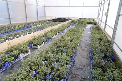 Antalya'da keçiboynuzu üreticisine fidan desteği