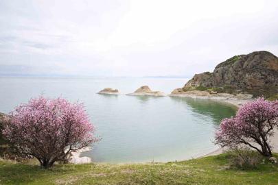 Badem çiçekleri Van Gölü kıyılarını renklendirdi