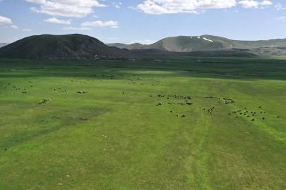 Bakanlıktan Kars'taki mera yasağı iddialarına yalanlama